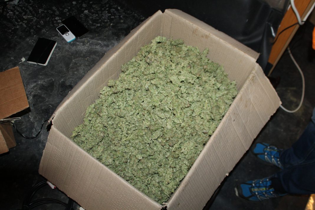 2,5 kg konoplje