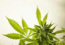 marihuana