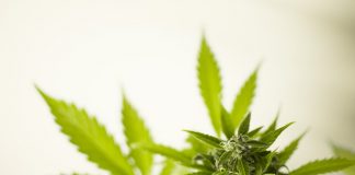 marihuana