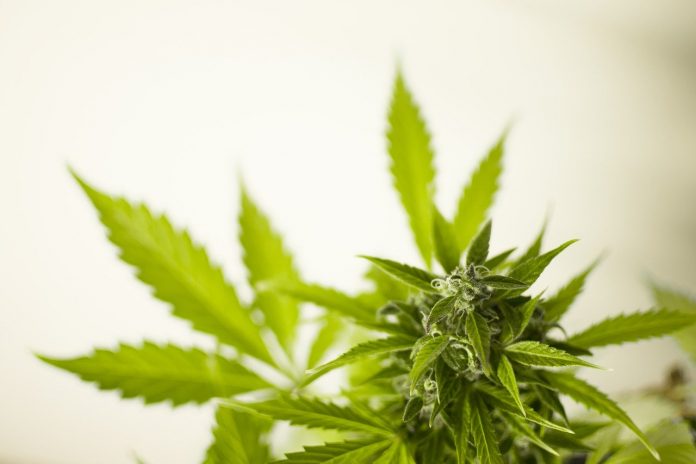 marihuana